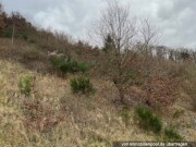 Wald- und Landwirtschaftsfl�äche (Weinbergsbrache)
