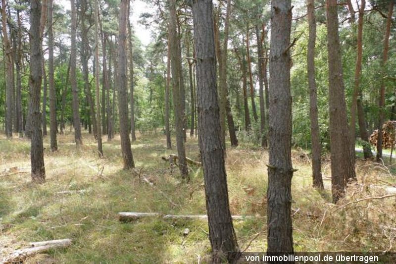 Wald Flst. 1413/128