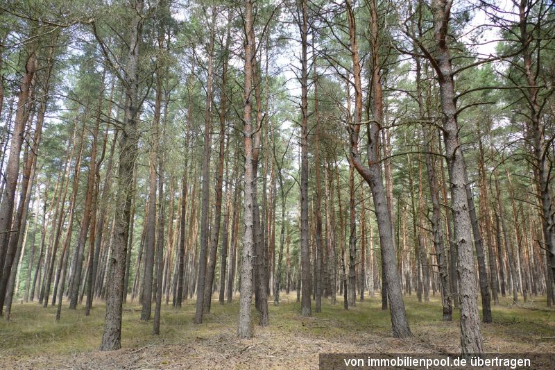 Wald Flst. 138