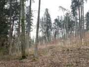 Hobby Wald – Brennholzlieferant – Ausgleichsfläche