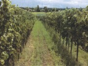 Weingarten