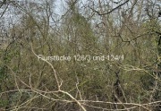 unbebautes Grundstück (Waldfläche)