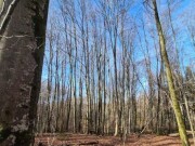 Waldgrundstück