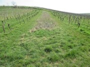 nicht bestockter Weinberg (Brache)
