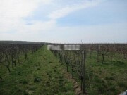 Landwirtschaftsfläche (Weinberg)