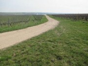 landwirtschaftliche Flächen (Weinberge)