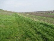 landwirtschaftliche Fläche (Weinberg), Brache